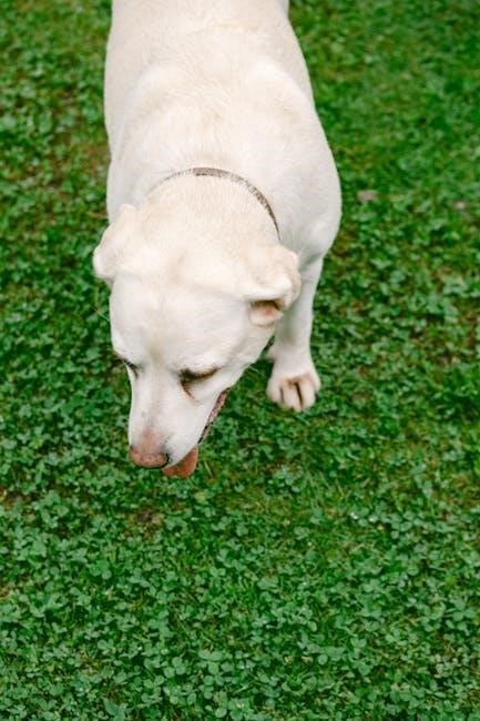 delupet shock collar manual