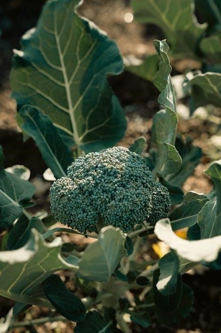 vegetable planting guide western australia